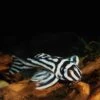Hypancistrus Zebra -Animal Produits Magasin hypancistrus zebra