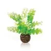 Oase Plante Caulerpe -Animal Produits Magasin oase plante caulerpe