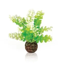 Oase Plante Caulerpe